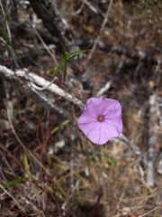Ipomoea leprieurii
