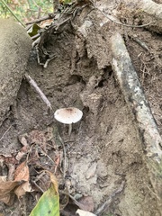 Lepiota cristata