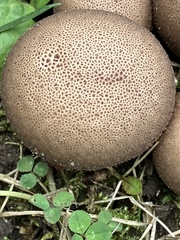 Apioperdon pyriforme