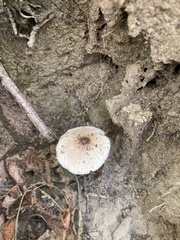 Lepiota cristata