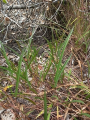 Ipomoea leprieurii