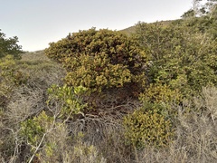 Arctostaphylos pechoensis
