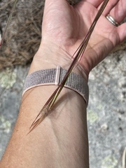 Andropogon virginicus