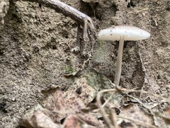 Lepiota cristata