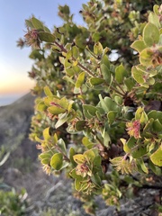 Arctostaphylos pechoensis