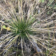 Deschampsia cespitosa