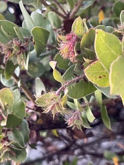 Arctostaphylos pechoensis