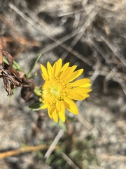 Grindelia