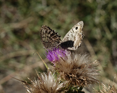 Pseudochazara daghestana