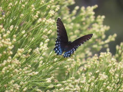 Limenitis arthemis arizonensis