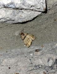 Cobubatha dividua