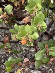 Arctostaphylos pechoensis