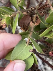Arctostaphylos pechoensis