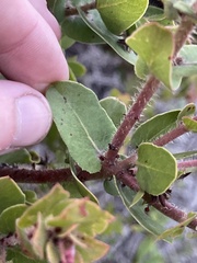 Arctostaphylos pechoensis