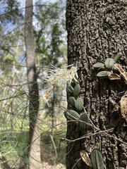 Dendrobium linguiforme