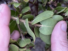 Arctostaphylos pechoensis