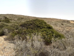 Arctostaphylos pechoensis