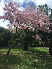 Chionanthus pubescens
