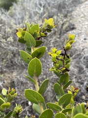 Arctostaphylos pechoensis