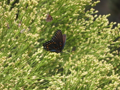 Limenitis arthemis arizonensis