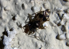 Pseudopamera