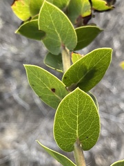 Arctostaphylos pechoensis