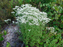 Eupatorium mohrii