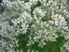 Eupatorium mohrii