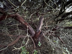 Arctostaphylos pechoensis