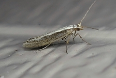 Plutella xylostella-australiana