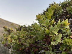 Arctostaphylos pechoensis