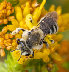 Andrena isocomae