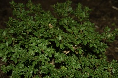 Ligustrum ovalifolium