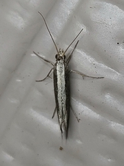 Plutella xylostella-australiana