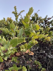 Arctostaphylos pechoensis