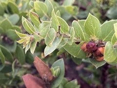 Arctostaphylos pechoensis