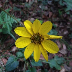 Iostephane trilobata