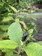 Solenoptera