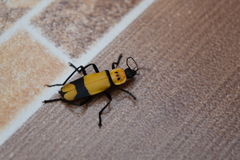 Chauliognathus nigrocinctus