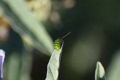 Diabrotica balteata