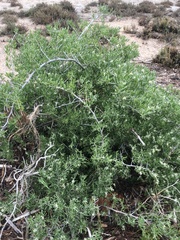 Myoporum parvifolium