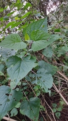 Ageratina petiolaris