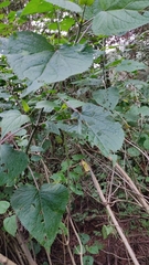 Ageratina petiolaris