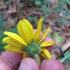 Iostephane trilobata