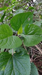 Ageratina petiolaris