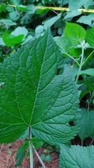 Ageratina petiolaris