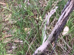 Diuris pardina