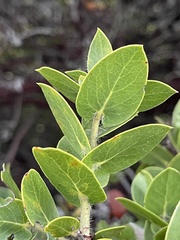 Arctostaphylos pechoensis