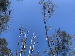 Pteropus poliocephalus