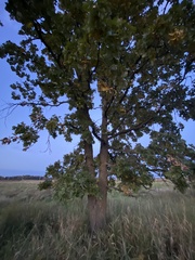Quercus macrocarpa